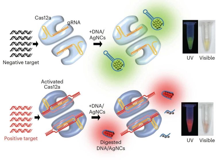 Nucleic Acid Detection Graphic