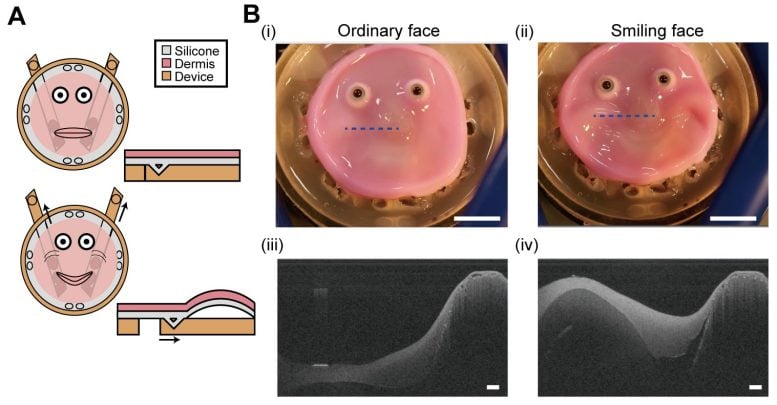 Smiling Robotic Face Skin Anchoring