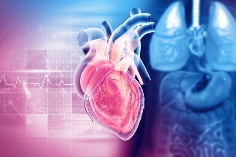 Human Anatomy Heart Structure 3D